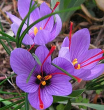 Load image into Gallery viewer, Saffron Crocus Bulbs
