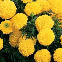 Load image into Gallery viewer, Yellow Marigold Seeds
