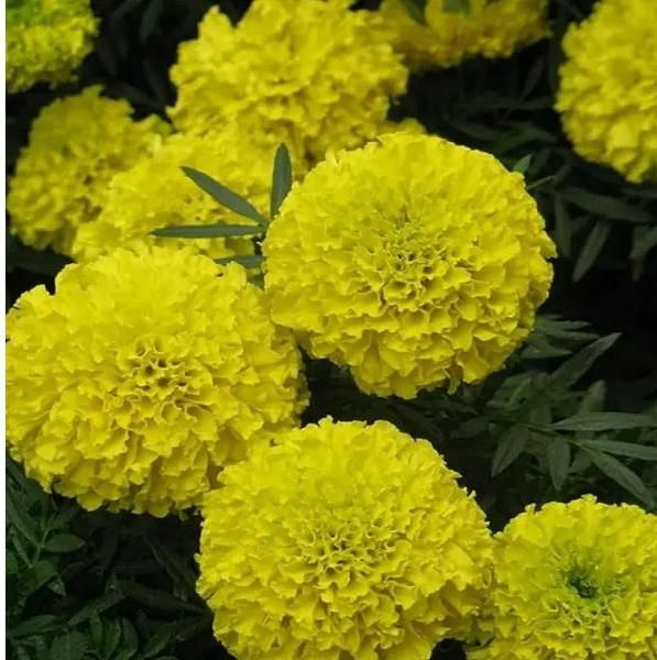 Yellow Marigold Seeds