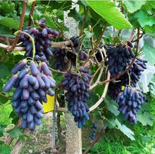 Load image into Gallery viewer, Sweet Sapphire Grapes Seed Pack of 20
