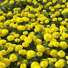 Load image into Gallery viewer, Yellow Marigold Seeds
